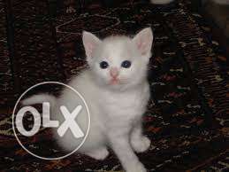 Very beautful persian kitten for sale in all india