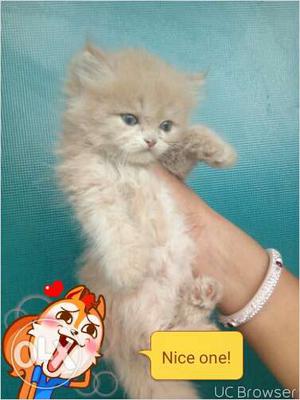 Very beautiful Persian kitten for sale in kanpur