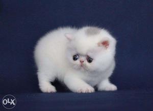 Very beautiful persian kitten for sale in allahabad