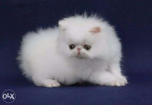Very beautiful persian kitten for sale in bathinda