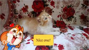 Very beautiful pure persion kitten for sale in