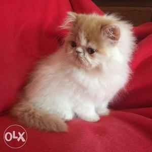 Very beautiful so cute persion kitten for sale in nashik