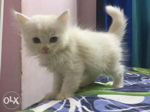 Very beuatifull persian kitten for sale in allhabad