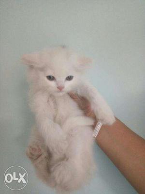 Very nice Persian kitten for sale in faridabad