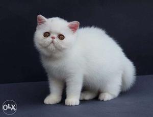 Very so very beautiful persian kitten in ludhiana