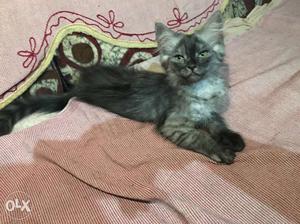 Want to sell my persian cat kitten very