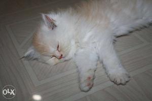 White And Orange Medium Fur Cat