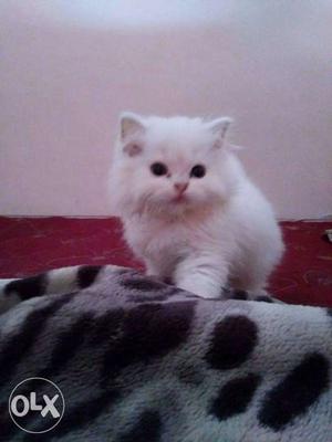 White Long-coated Kitten cat sale all beautiful colors and