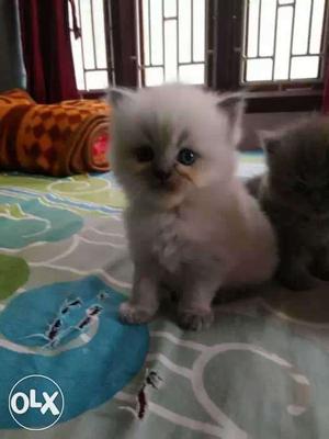 White Long-coated Kitten,cats r available