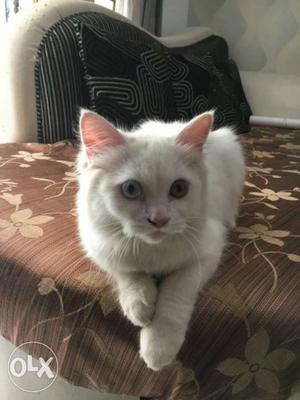 White Persian Kitten with Blue and Brown eyes (4months old)
