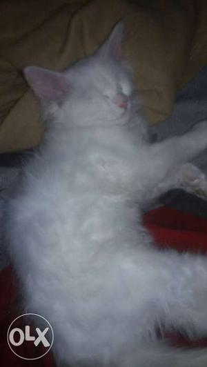 White Persian cat 2 n a half months