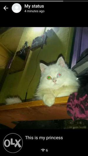 White Persian with special eyes.