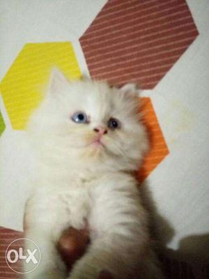 White color Persian kitten available