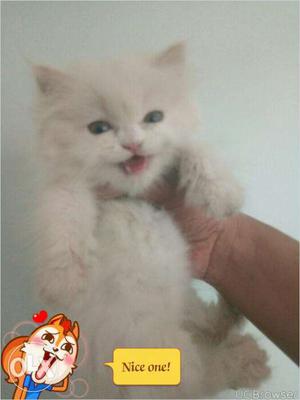White color Persian kitten for sale in Aligarh