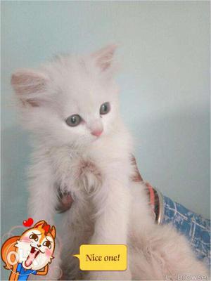 White color golden eyes kitten for sale in Jammu