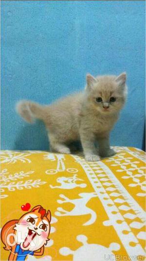 White color very beautiful persian kitten for