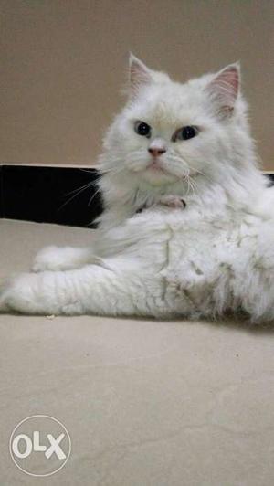White female Persian cat.. 2 years old...