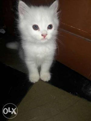 White female cat two months old very healthy and