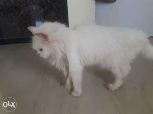 White furry persian female cat. 1 year old.