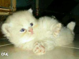 White golden gray all lovely color Persian kitten