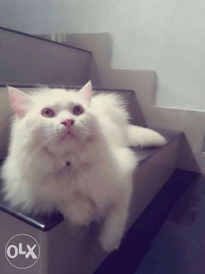White persian Long Fur cat... 1.5 year male price is fixed