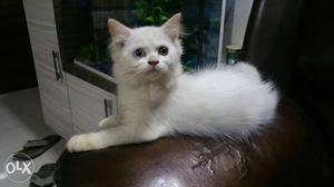 White persian kitten 2 & half months