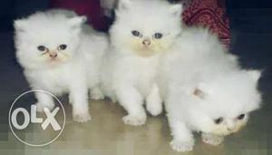 White persian kitten price negotiable