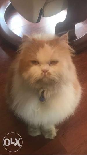 Yellow and white, Male Persian Cat,3 years old