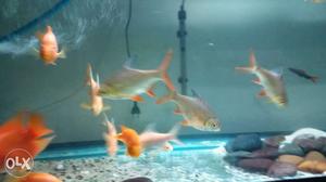 7 tinfoil barbs for sale 2 years aged healthy and