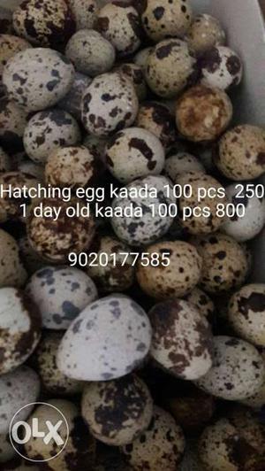 100 kaada 1 day old 100 kaada hatching egg 250