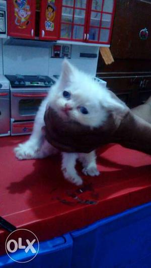 1 White Persian Kitten with Awsm blue eyes soo sweet