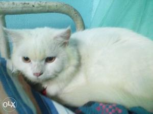 11 months old white persian cat price slightly