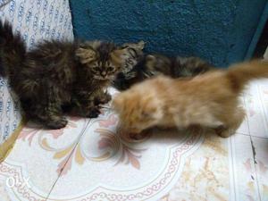 2 male & 2 female Persian cat each 