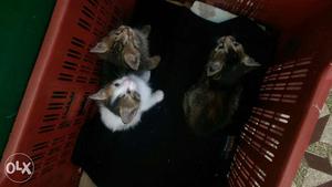 3 kitten for sale of 1 month, but there is one