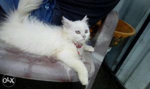 3 months aged white Persian cat Female