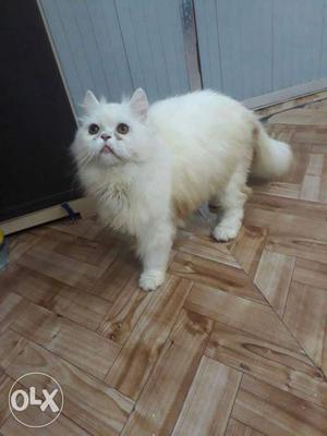 4 month old male white parsian cat