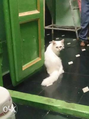 5 months pure persian cat pure white
