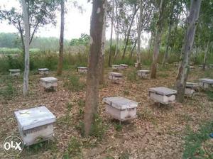 60 honey bee box for sale.  per box with stand