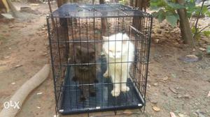 8 month old male and 7 month old female persian cats price