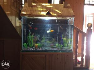 Aquariums in all sizes available and accessories