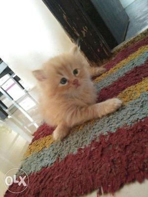 Awesome.quality long fur traind baby Persian cats kitten