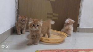 Beautiful Persian kittens available