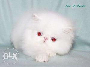 Beautiful So Nice Persian Kittens & Cats For Sale in all