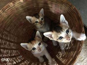 Beautiful Young kittens available