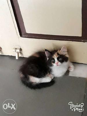 Beautiful kitten. male / female. toilet trained.