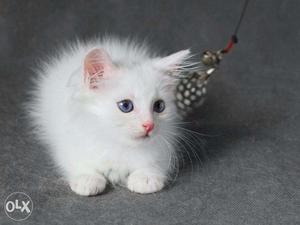 Beautiful pure Persian healthy friendly kittens