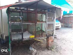 Birds cats cages for SALE
