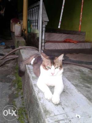 Black And White Bi-colored Cat