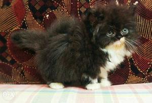 Black And White Persian Kitten