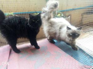 Black Cat And Himalayan Cat with cage for sale